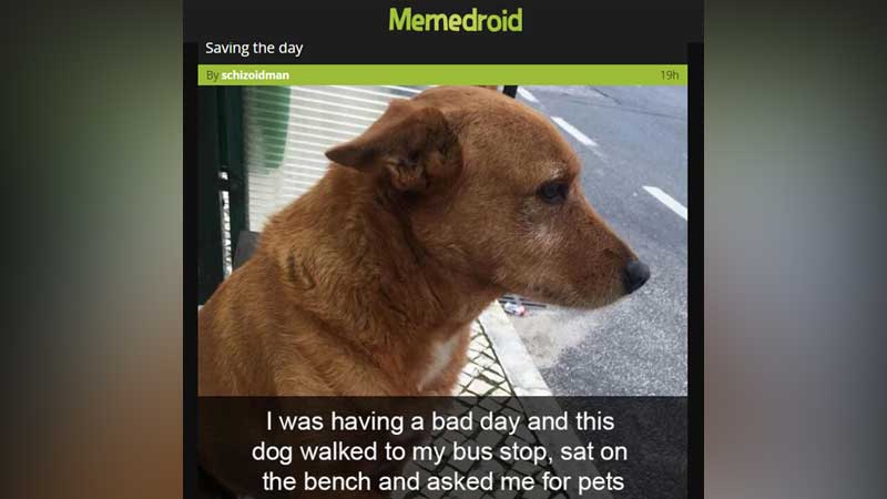 best-meme-generator-app-for-iphone-and-android-2022-Free-Memeroid