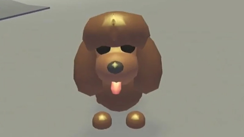 Irish Water Spaniel Adopt Me